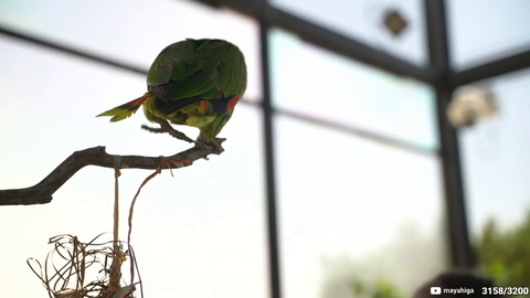 Let the Parrot Speak Maya. Ruining the stream..