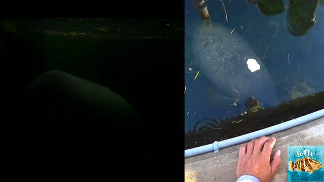 Twitch streamer has a wholesome moment with a manatee