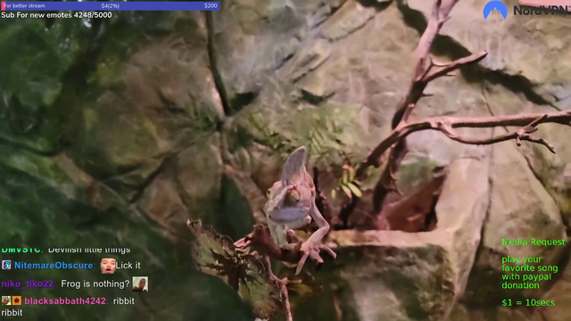 Chameleon wants a hug