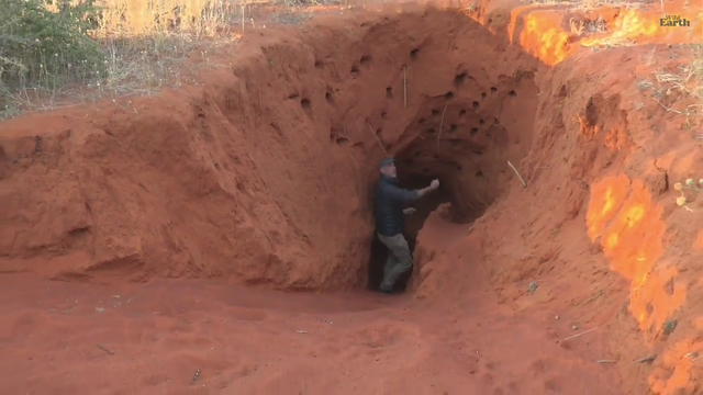HUGE porcupine burrow