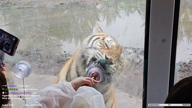 Tiger's meat hole