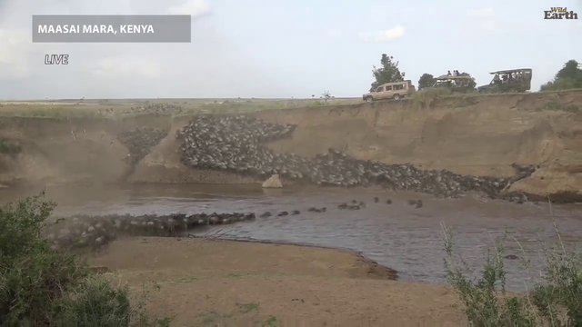 Wildebeest crossing the Mara River