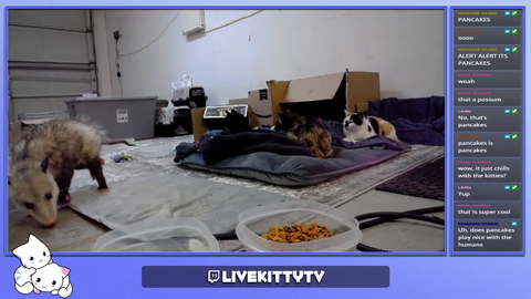 Live cat stream has a surprise visitor