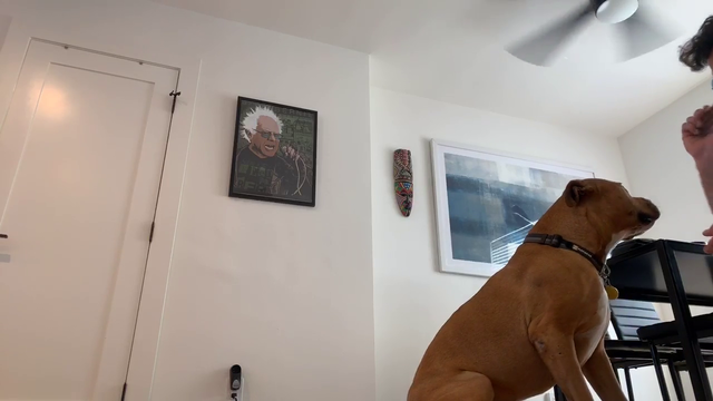 Hasan's dog Fish shows his skills