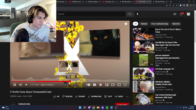 Amidst the Drama, xQc is considering what Cat to adopt.