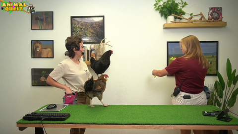 Maya's trained War bird flies at Mach-10 at his prey