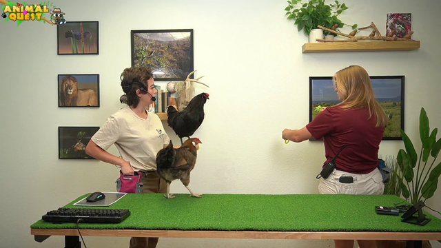 Maya's trained War bird flies at Mach-10 at his prey