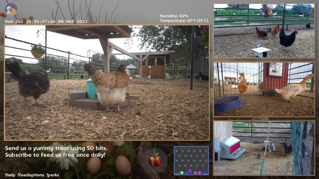 Nature cam captures a duck laying a egg