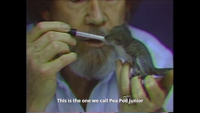 Bob Ross feeds a baby squirrel