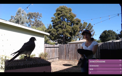 Bird flying for the first time in a year