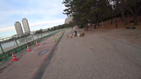 How many dogs can one person walk?