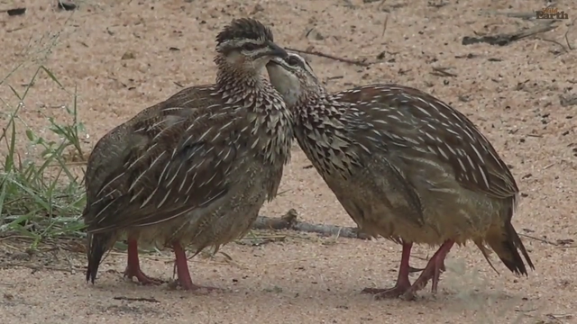 Birb romance forsenCD