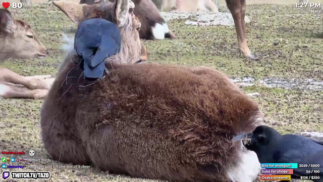 Ravens eating deer ass…