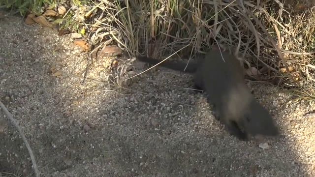 Dwarf mongoose scent marking