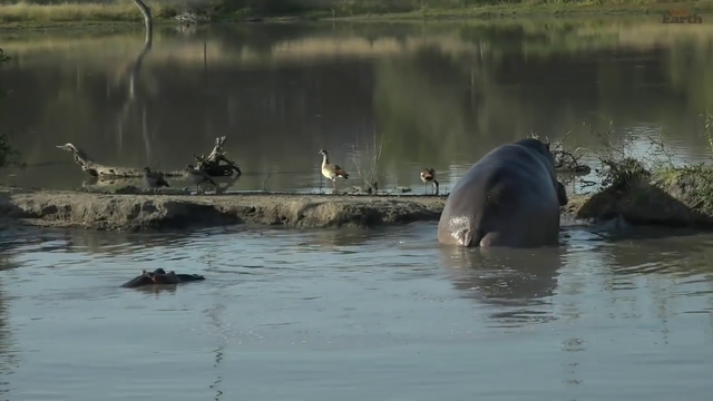 tiny baby hippo and mom