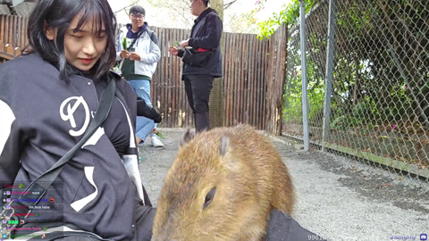 Capybara gets cozy