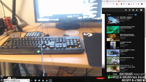 xqc Roomtour