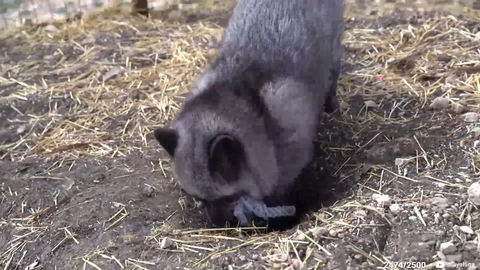 fox buries treasure