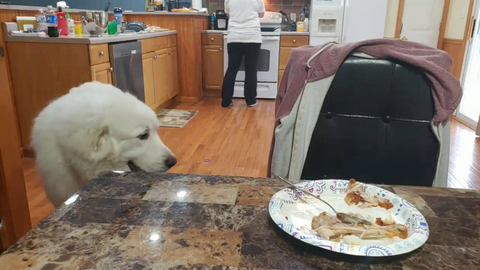 Bandit outsmarts Momler1