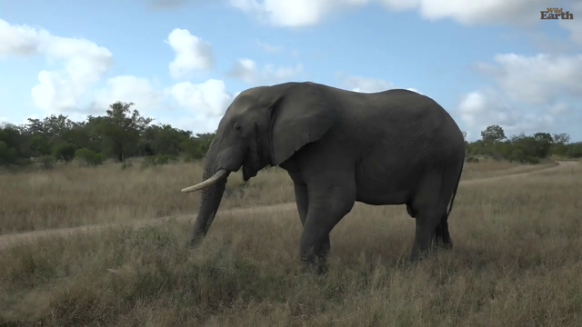 Elephant bull in must leaking