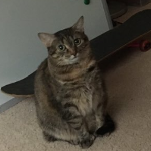 Pizzakitty