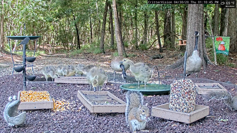 Squirrel vs Geese