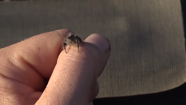 Just a cute and silly looking spider on wildearth