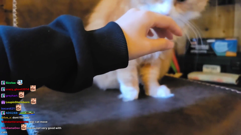 Hachubby showing stream how much cats love her