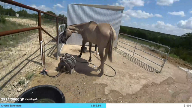 Maya's horse doesnt want to be fed by HAchubby