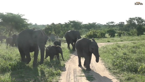 Elephant herd just passing by