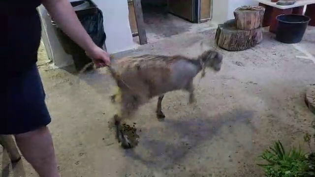 Greek walking his goat