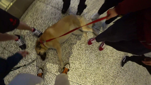Hasan falls in love with a dog