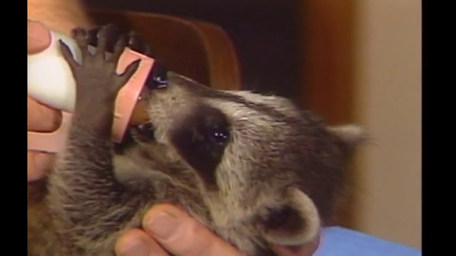 Bob Ross with a baby raccoon