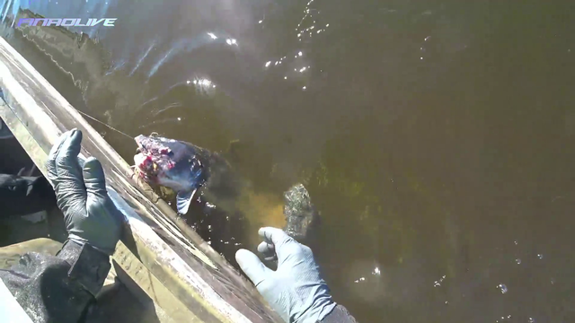 Streamer catches zombie mutant catfish