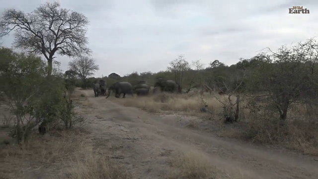 Two angry Elephant herds (Part 1)