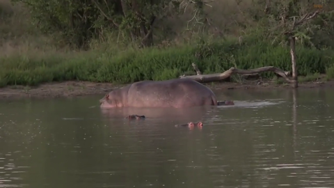 little baby hippo wants to play with its mom but she has a different plan