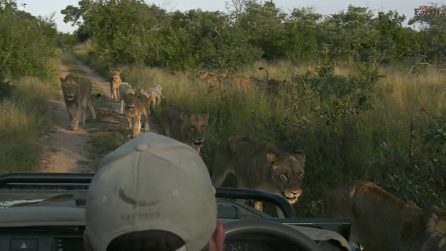 Up close with the Birmingham Pride - WildEarth