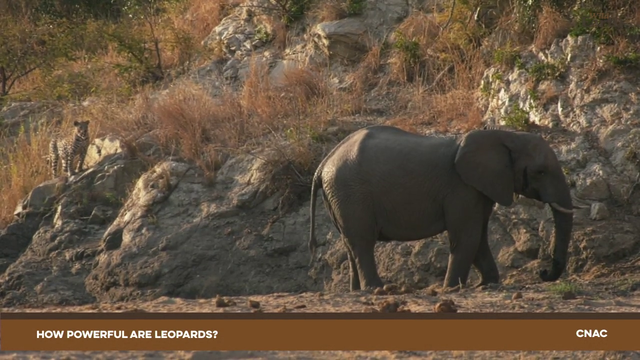 Elephant trumpets at Leopard on safari stream