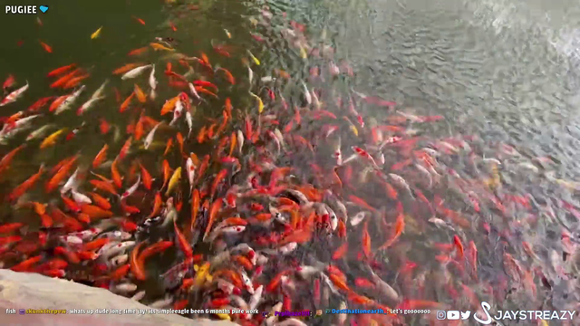 Koi fish feeding frenzy