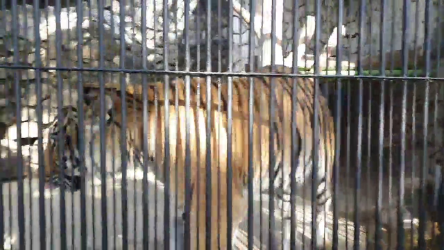 Korean Streamer gets peed by a Tiger at Zoo