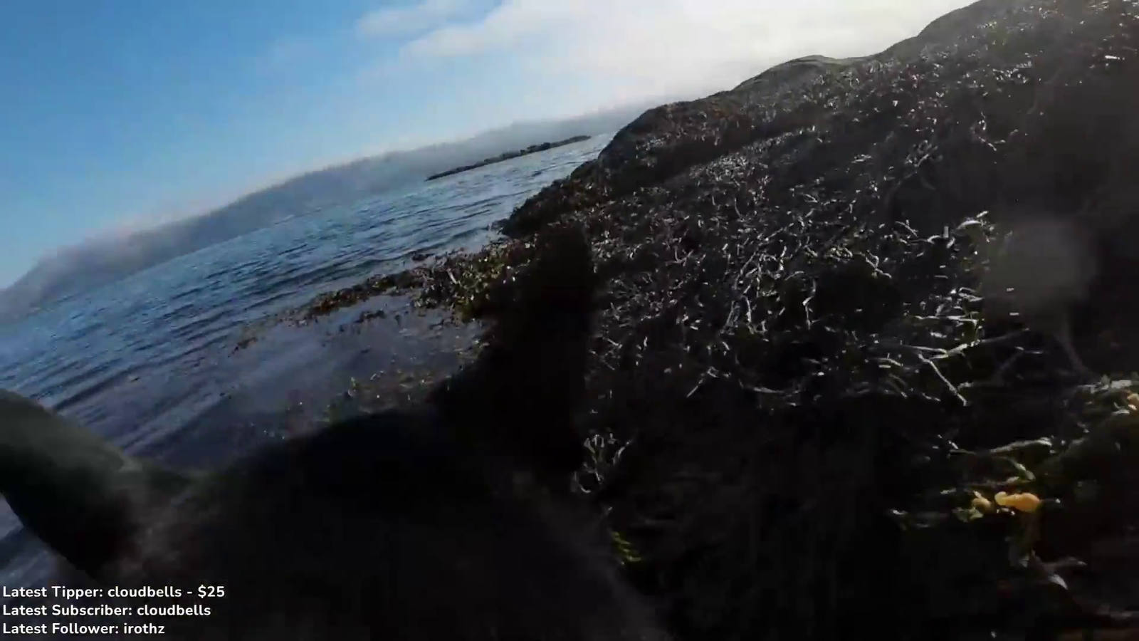 A very wet Willy, doggy paddle from the dog's POV