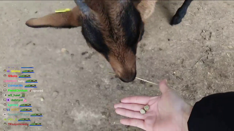 HAchubby and the little goat