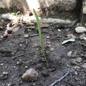 1grass
