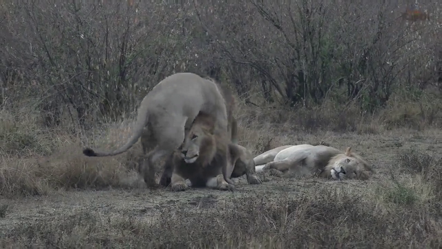 Lion humping his brothers forehead