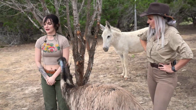 Streamer really wants to hug an emu