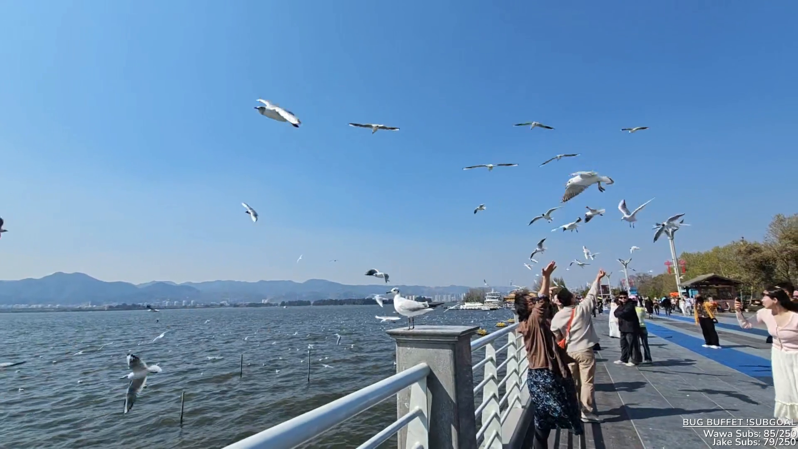 Seagull poops on Jake