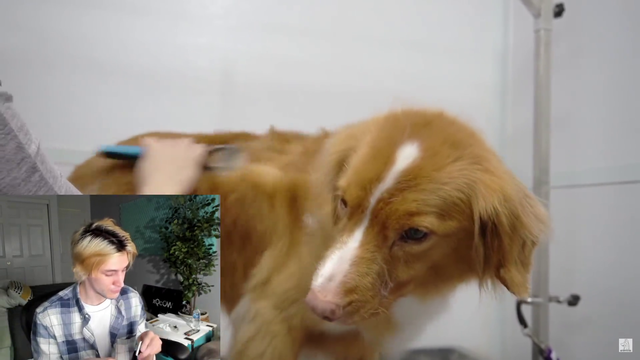xqc follows tutorial on how to shave