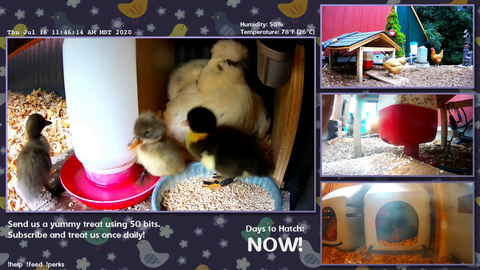Newborn baby ducklings make their debut widepeepoHappy
