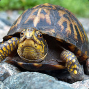 MrTurtleGamez