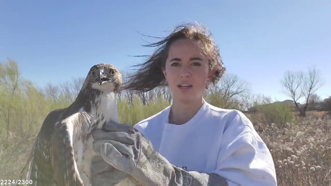 Maya Releases Red Tailed Hawk
